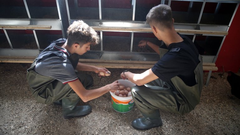 MALATYA - Liseli yumurta üreticilerinden 8 ayda 150 bin liralık ciro1