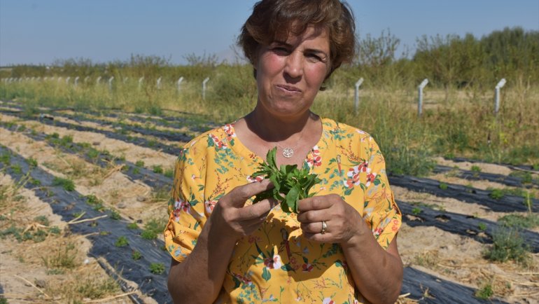 Şeker hastası eşine şifa arayan kadın, şeker otu yetiştiricisi oldu