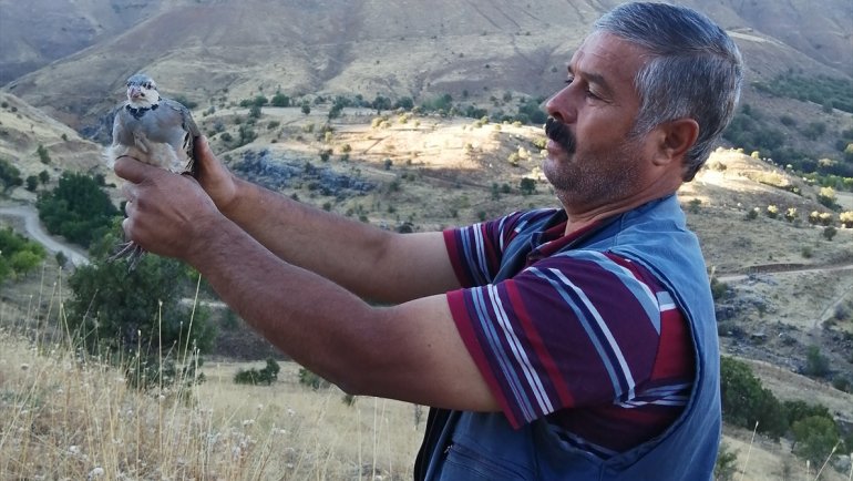 Malatyalı hayvansever yavru keklikleri büyüttükten sonra doğaya saldı
