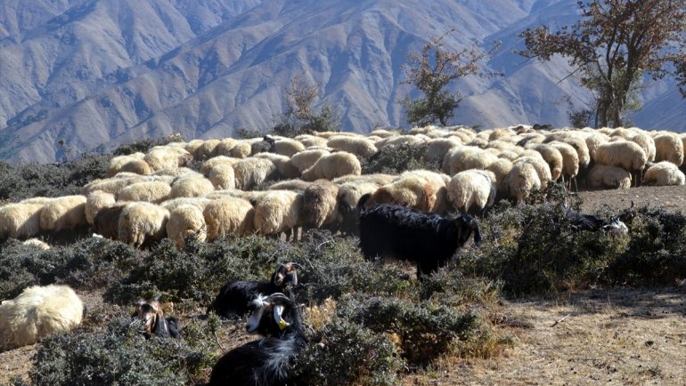 MUŞ - Göçerlerin eve dönüş yolculuğu devam ediyor1