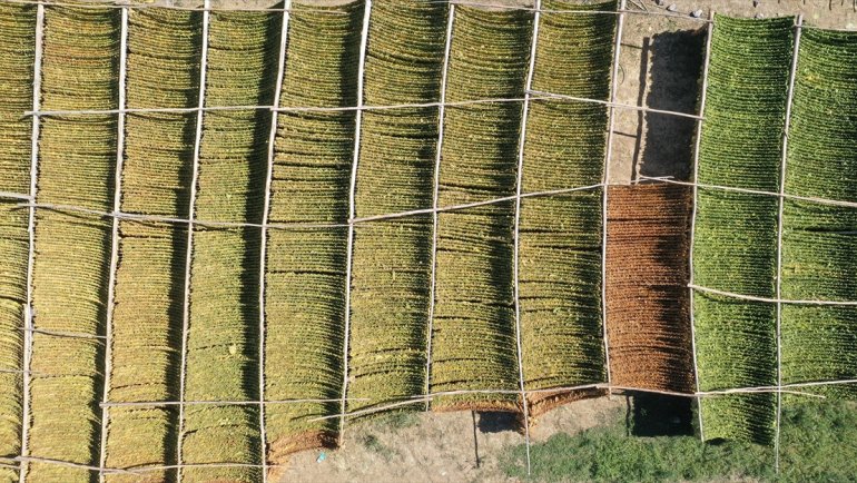 Türkiye'de üretilen tütünde 120 bin ton rekolte bekleniyor