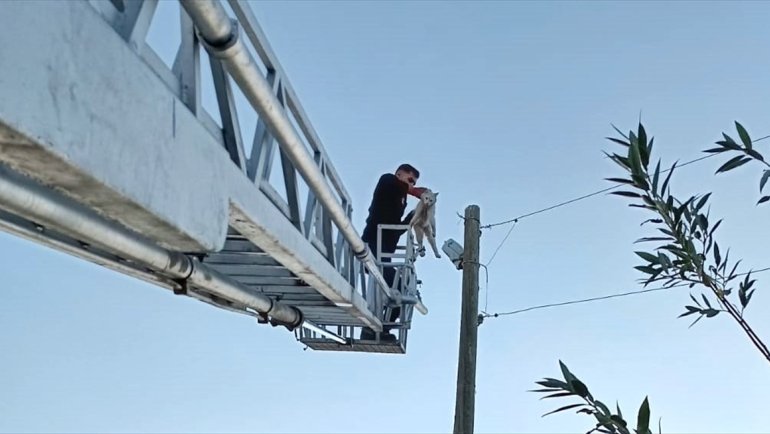 Özalp'ta elektrik direğinde mahsur kalan kedi kurtarıldı