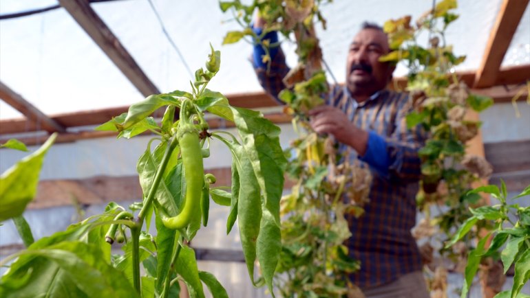 Sarıkamış'ta emekli işçi 2150 rakımda sebze ve meyve yetiştiriyor