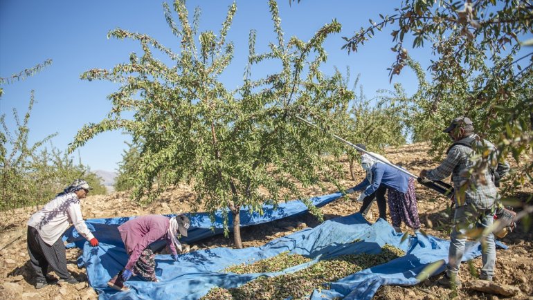 TUNCELİ - Keban Baraj Gölü kıyısındaki badem bahçelerinde hasat zamanı1