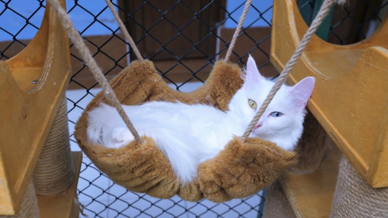 Van kedilerine yabancı turistler ilgi gösteriyor