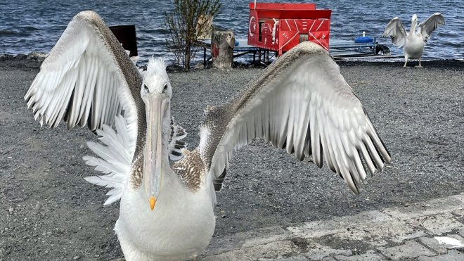 Ardahan'da balıkçı ailenin sahiplendiği iki pelikan göç etmedi