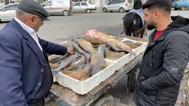 Ardahan'da boyları 1 metreyi aşan 5 yayın balığı yakalandı