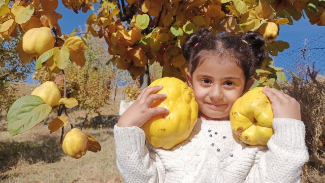 Bingöl'de hobi bahçesinde 1 kilo 410 gramlık ayva yetişti