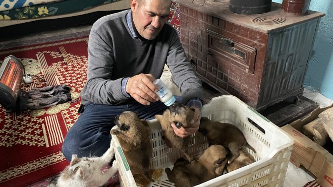 Sokakta donmak üzereyken bulduğu köpek yavrularını biberonla besliyor