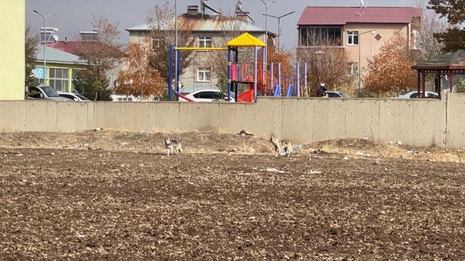 Erzurum'da aç kalan iki kurt ilçe merkezine indi