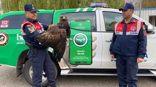 Erzurum'da yaralı bulunan kaya kartalı tedavisinin ardından doğaya salındı