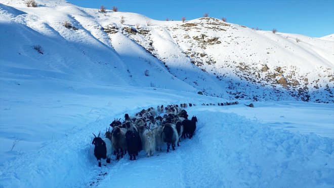 Hakkari'de yolu kapanan köydeki sürü ve çobanlar ekiplerin çalışmasıyla kente ulaştırıldı