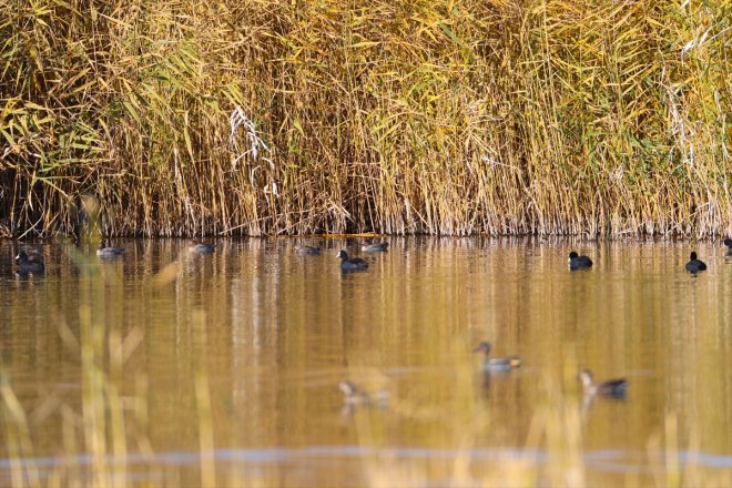 - renkleri oldu Dağı Ağrı sonbahar Milli hakim IĞDIR Parkı