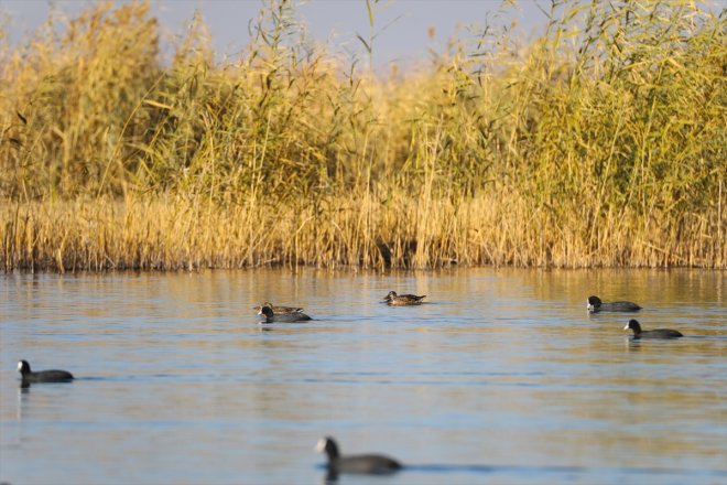 Ağrı renkleri oldu Dağı sonbahar - Parkı