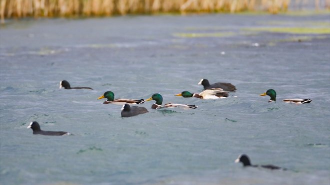 IĞDIR - Havaların soğumasıyla yeşilbaş ördekler Ağrı Dağı