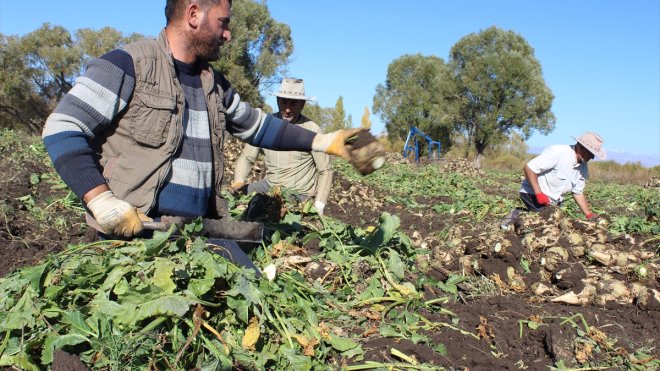 Kars'ta köylüler pancarın tarlada kalmaması için el birliğiyle hasat yapıyor