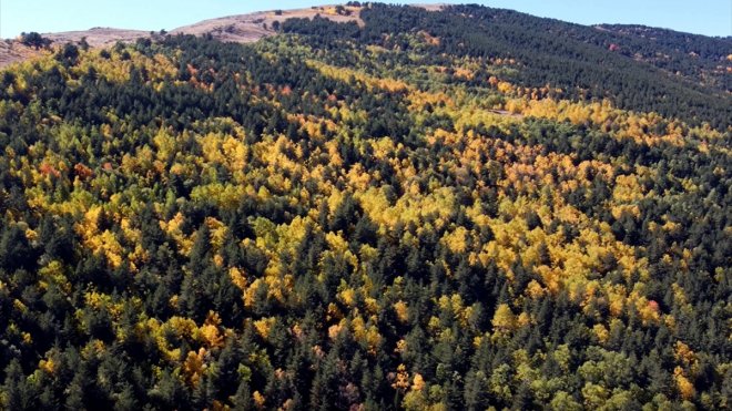KARS - Sarıkamış ormanlarında sarı, yeşil ve kızılın tonlarında sonbaharın güzelliği yaşanıyor1