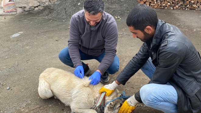 Kars'ta bir köy kuduz nedeniyle karantinaya alındı