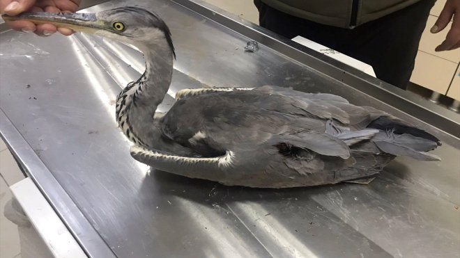 Kars'ta yaralı bulunan gri balıkçıl kuşu tedaviye alındı