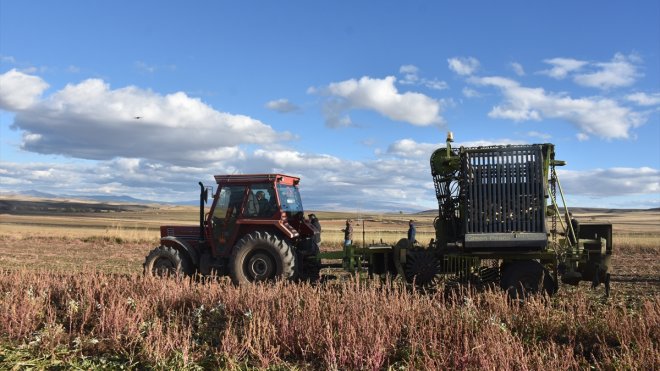 Kars Valisi Öksüz çiftçilerin zorlu pancar hasadına katıldı