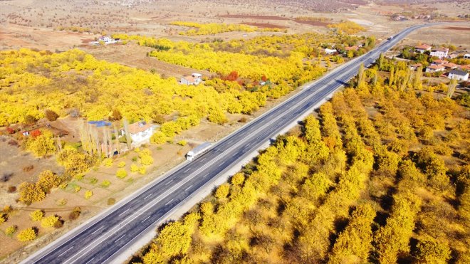 Malatya'da sonbahar renklerinin hakim olduğu kayısı ağaçları dron ile görüntülendi
