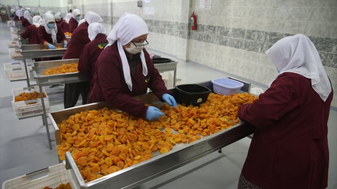 Türkiye, üretiminde lider olduğu kuru kayısıyı 115 ülkeye ihraç etti