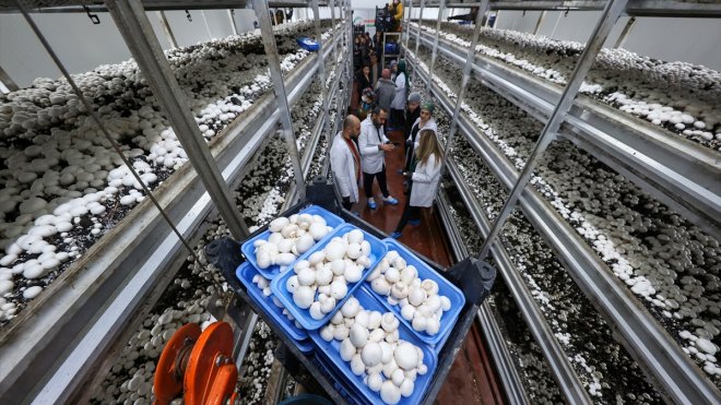 Üniversite öğrencileri mantar üretim tesisinde uygulamalı eğitim görüyor