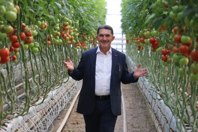 ayı serada yılın üretiliyor 12 domates Ağrı