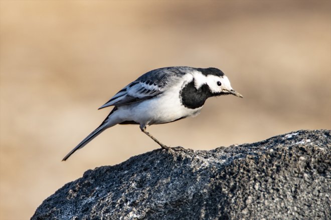 Ağrı Dağı çevresinde yaşayan 100 kuş türü bir yıllık çalışmayla görüntülendi
