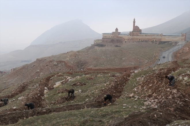 - İshak çevresi Paşa yeşile bürünüyor AĞRI çorak Sarayı