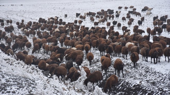 Çobanların koyun sürüleriyle zorlu göçü sürüyor1