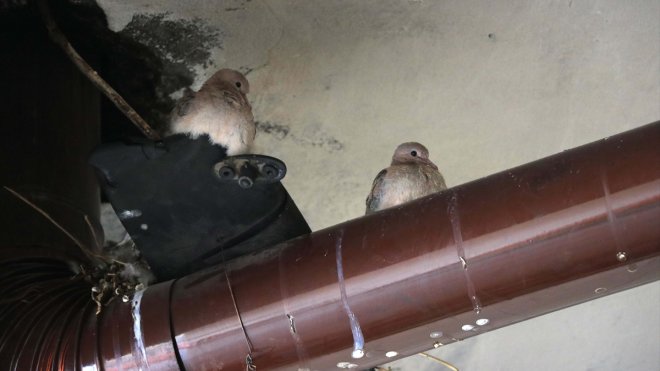 Elazığlı esnaf kuş yuvasını bozmamak için iş yerindeki sobayı yakmıyor