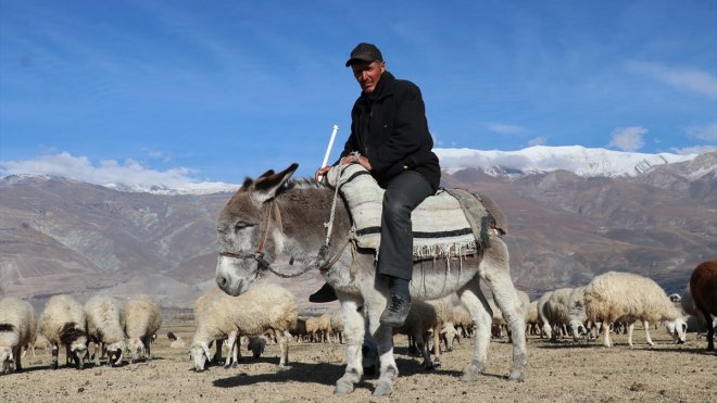 Erzincanlı çoban, sürüsünün peşinde yarım asır geçirdi1