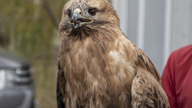 Erzurum'da yaralı bulunan kızıl şahin tedaviye alındı