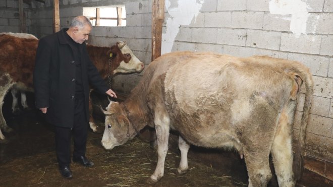 ERZURUM - Devlet desteğiyle besiciliğe başlayan eski hükümlü üretime katkı sunuyor1