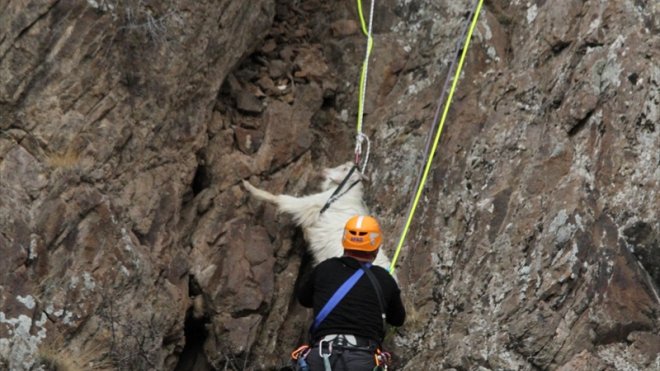 Erzurum'da kayalıklarda mahsur kalan keçiler AFAD ekiplerince kurtarıldı