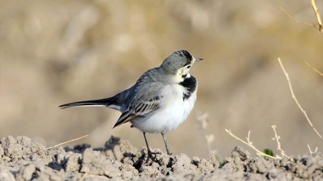 Iğdır'da ak kuyruksallayan kuşu görüntülendi
