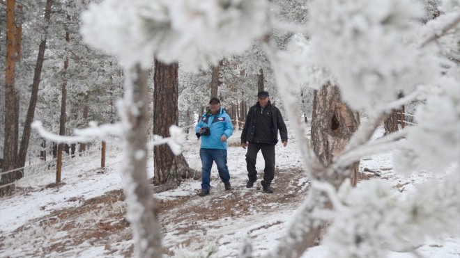 Karla kaplanan sarıçam ormanları dronla görüntülendi1