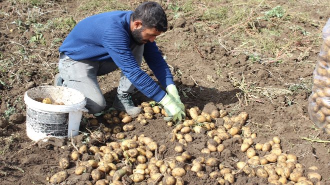 Kars'ta çiftçilerin patates hasadı devam ediyor