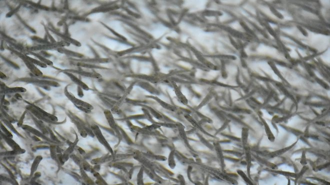 Malatya Balık yavrusu üretiminde merkez olma yolunda1