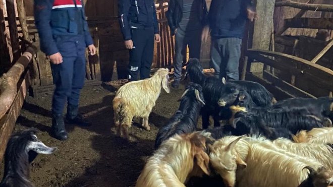 Malatya'da jandarma kayıp 25 küçükbaş hayvanı buldu