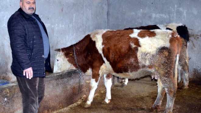 MUŞ - Eski hükümlü devlet desteğiyle hayvancılığa başladı1