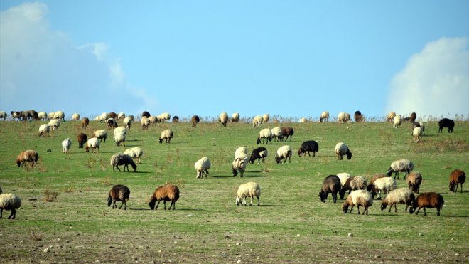 MUŞ - Sıcak hava besicileri sevindirdi1