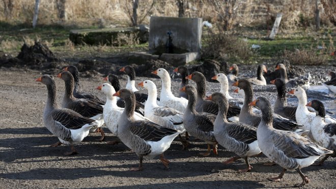 Muş'ta kaz yetiştiriciliği desteklemelerle artıyor