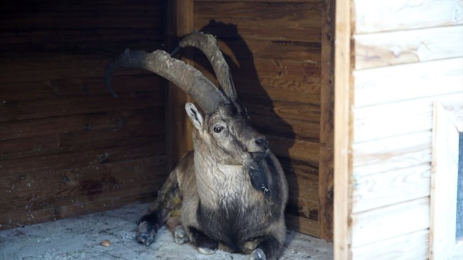 Muş'ta yaralı halde bulunan yaban keçisi tedavi altına alındı