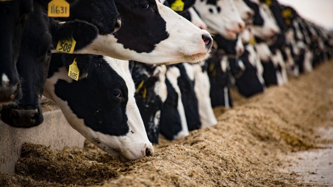 Uzmanlardan kış aylarında buzağı bakımına yönelik uyarılar