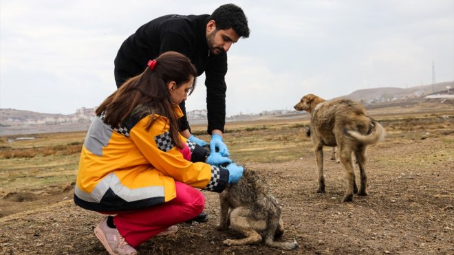 Van'da 7 bin 500 sokak hayvanı tedavi edildi