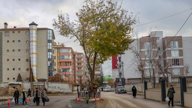 Van'da genişletilen yolun ortasında kalan dut ağacına dokunulmadı