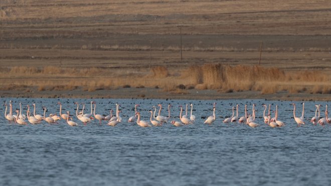 Van Gölü havzasının misafir kuşları göçe başladı