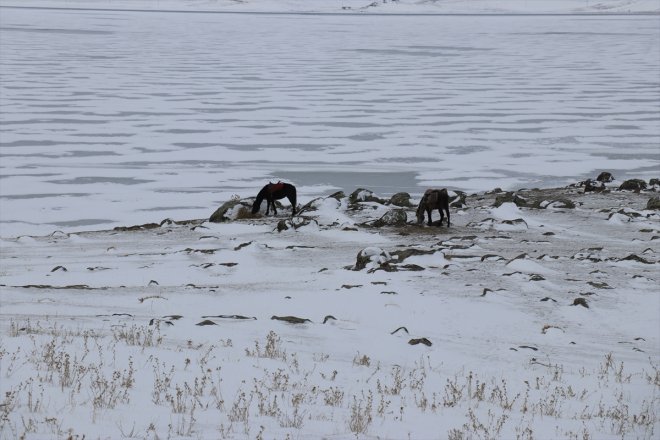 ağırlıyor Yüzeyi kaplı tutkunlarını fotoğraf AĞRI Balık Gölü - buzla 17